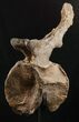 Beautiful Diplodocus Caudal Vertebra - Dana Quarry #10145-1